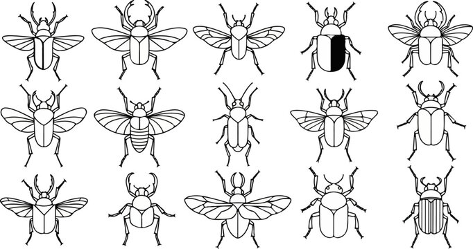 A collection of detailed line drawings of various beetle species