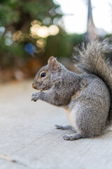 Obraz premium Close-up of a grey squirrel eating a nut on a park sidewalk