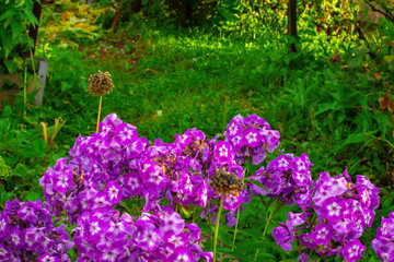 Fototapeta premium Vibrant flowers bloom in a garden during sunny daylight with lush greenery in the background