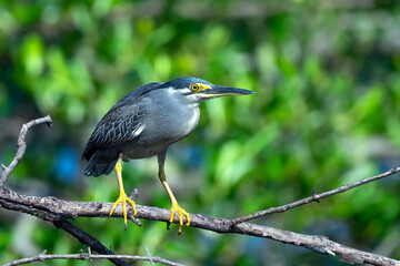 mangrove heron looking for a litte fish on the edge of the lake