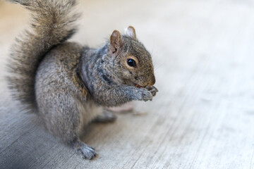 Obraz premium Close-up of a fluffy grey squirrel holding food on a concrete walkway