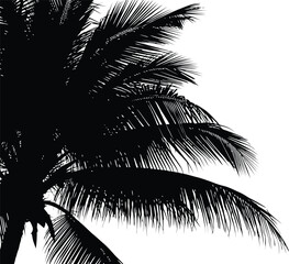 Black and white illustration of a palm tree silhouette against a clear sky