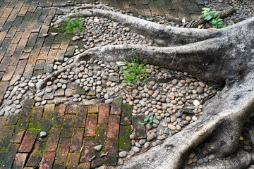 Root of old Tree in the garden