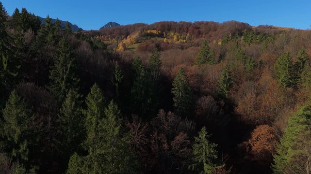 Vibrant Autumn Mixed Forest in Sunny Poiana Marului Zarnesti Cinematic Rising Drone Shot 4K Graded