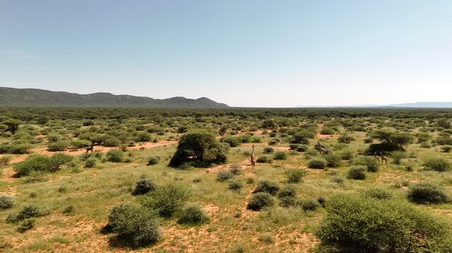 Cinematic Aerial Drone Footage Wild Giraffes Standing and Grazing in Lush African Bush