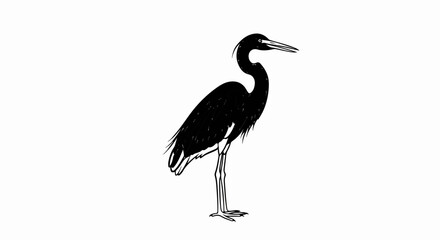 Obraz premium Black bird with long beak, slender neck, and thin legs standing