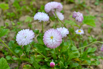 Pink English daisies (Bellis perennis) blooming in a rural garden soil © Olha Semeniv
