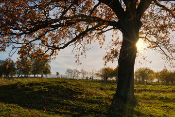 Przejażdżka konna w pogodny ciepły jesienny wieczór w promieniach zachodzącego słońca © piotr