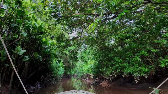 Boat trip on the Igarape do Urubu River, Delta das Americas, Ilha das Canarias, Brazil. Amazon Rainforest. South America