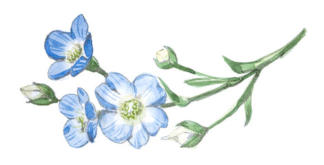 High-quality watercolor illustration of blue forget-me-not flowers. © Victoria