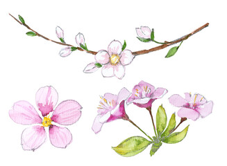 Obraz premium Hand painted watercolor pink blossom flowers clipart elements isolated on white background.
