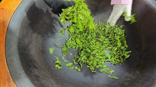 Tourists experiencing traditional handmade green tea roasting process in a large iron pot in Puer, Yunnan, China