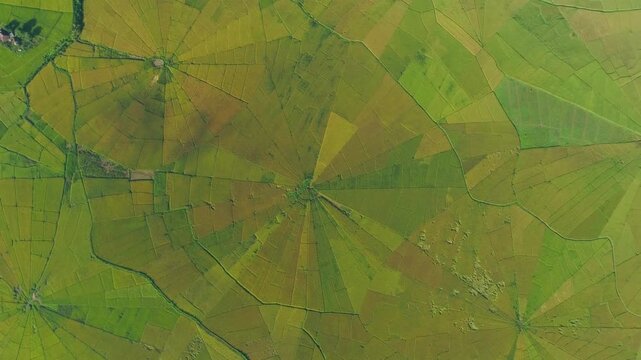 Top-down aerial view of traditional Lingko spider web rice field pattern in Ruteng, Flores, East Nusa Tenggara, Indonesia. Unique radial agricultural land division reflecting Manggarai cultural herita