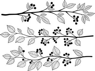 Black and white line of berry branches with detailed leaves a white background leaf © Mehazabien