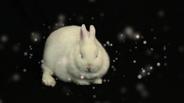 First flakes starting, white rabbit sitting center while soft snow drifting layering to show fur