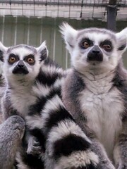 Close-up of a feline lemur primate.It has a long black and white striped tail, gray fur, and bright yellow eyes. The muzzle is white with triangular spots around the eyes.