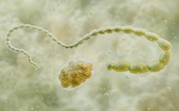 Dipylidium caninum tapeworm displaying mature strobila proglottids and egg packet with embryos. Clinical pathology, animal health diagnostics, pharmaceutical marketing for anthelmintic medication
