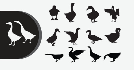 Diverse group of ducks and geese in various poses and silhouettes © Graphicclick