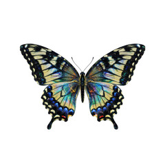 Naklejka premium Beautiful butterfly with intricate wing patterns