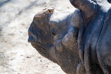 Obraz premium Close up Rhino 