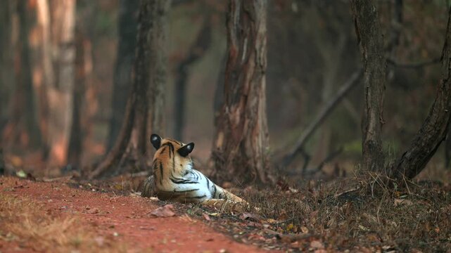 Wild Bengal Tiger Sitting Calm in Terai Forest