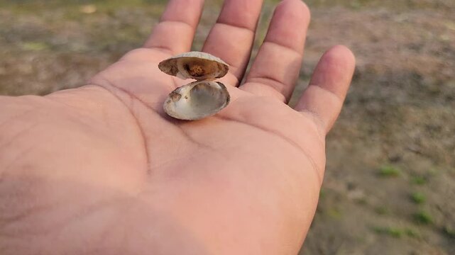 Hand holding a small open seashell outdoors
