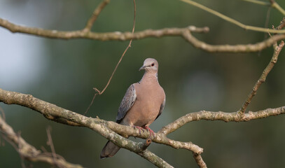 Spotted dove or eastern spotted dove (Spilopelia chinensis) on a tree branch.