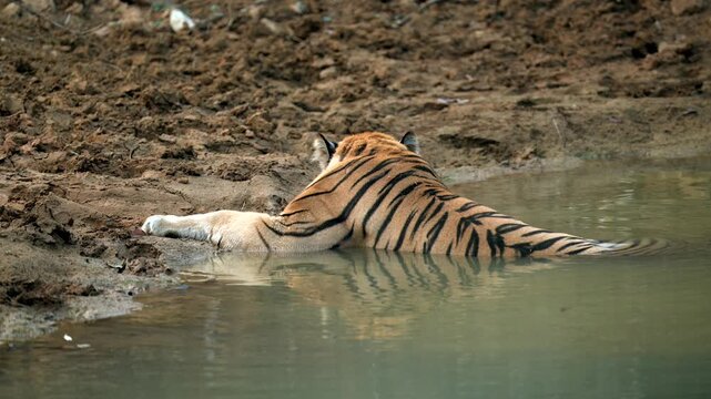 Panthera Tigris Resting in Indian Habitat