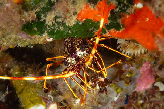 Vibrant Crustacean: A European Spiny Lobster (Palinurus elephas) hiding among colorful sponges and sea anemones, Tamariu, Spain