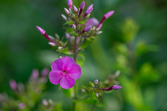 "DRUMMOND PINK" (PHLOX SUBULATA)