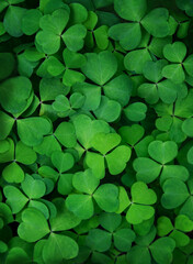 Green nature background of clover, wood-sorrel or Oxalis plant close up. Green leaves texture of three-leaves shamrocks, St. Patrick's day holiday symbol. Template for design. top view