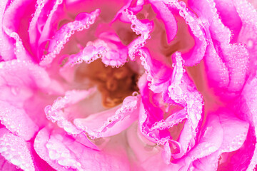 Ekstremalne zbliżenie na płatki różowej róży z setkami drobnych kropel wody. Abstrakcyjna tekstura natury, nasycone kolory i detale rosy. Idealne jako tło botaniczne lub tapeta. © Henryk Niestrój