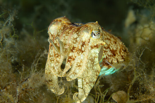 Adaptive Camouflage &ndash; Sepia officinalis Hidden in Seagrass