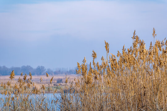 Golden common reeds (Phragmites australis) stand tall in the foreground, their dry stalks and feathery tops catching the light. In the background, a serene body of water reflects the pale blue sky.