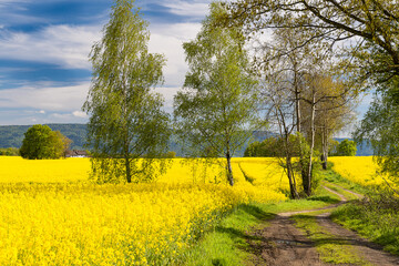 żółte pola kwitnącego rzepaku na tle błękitnego nieba z białymi chmurami  © piotr