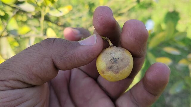 Hand holding a diseased yellow lemon with dark fungal spots
