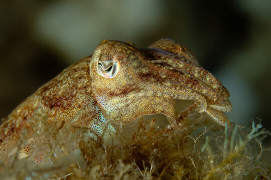 Silent Blend &ndash; Sepia officinalis Camouflaged in Seagrass