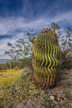 Barrel cactus seen in Saguaro national park in the sonoran desert of tucson arizona