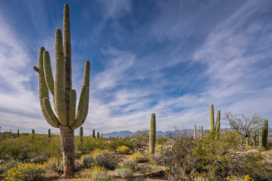 Saguaro Cacti in Saguaro National Park, Sonoran desert, Tucson Arizona