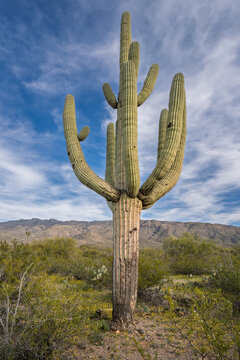 Saguaro Cacti in Saguaro National Park, Sonoran desert, Tucson Arizona