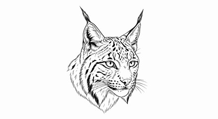 Fototapeta premium Detailed sketch of a lynx's face with piercing eyes and distinctive ear tufts