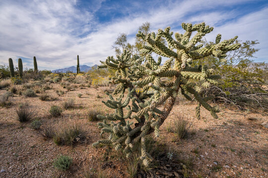 Cholla at Saguaro National park in the sonoran desert