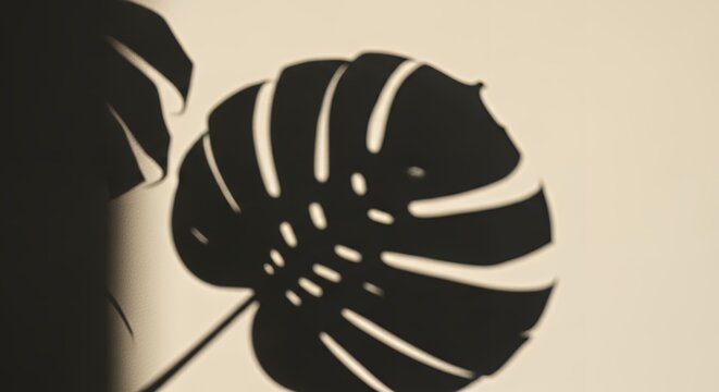 Minimal Monstera Leaf Shadow on Beige Wall Background &ndash; Tropical Botanical Silhouette with Natural Light

