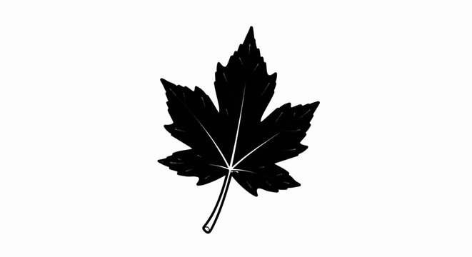 A black maple leaf with white veins on a white background