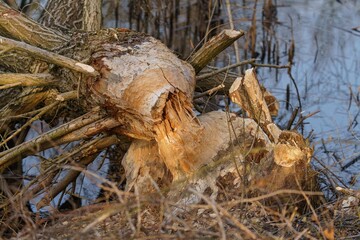 Drzewo ścięte przez bobry nad brzegiem wody. Ślady żerowania gryzoni w naturalnym środowisku. Detale pogryzionego pnia i kory, symbol inżynierii ekologicznej i dzikiej przyrody. © Henryk Niestrój