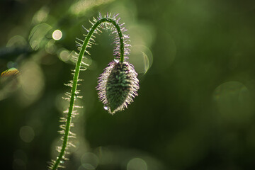 Pąk maku pokryty kroplami rosy w porannym słońcu. Makro ujęcie z podświetleniem i zielonym tłem bokeh. Symbol budzącego się życia, świeżości i delikatności natury. © Henryk Niestrój