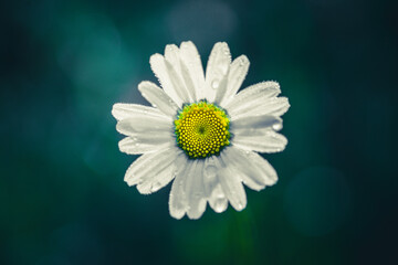 Pojedynczy kwiat stokrotki (margerytki) z kroplami rosy na płatkach. Makro ujęcie na rozmytym, ciemnozielonym tle bokeh, oddające świeżość poranka, czystość i naturalne piękno letniego ogrodu. © Henryk Niestrój
