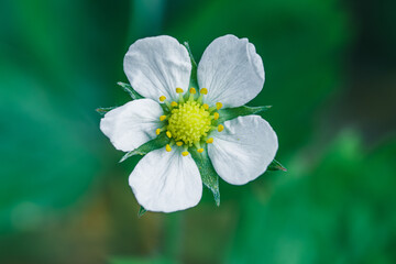 Makro zbliżenie na delikatny biały kwiat poziomki z żółtym środkiem na tle soczystej zieleni. Wyraźne detale płatków. Idealne do projektów o naturze, botanice i zdrowej żywności. © Henryk Niestrój