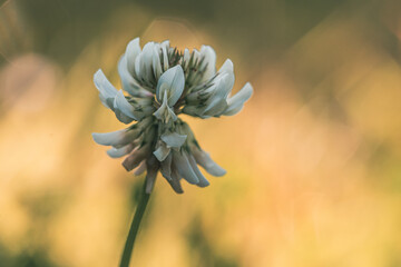 Zbliżenie na kwiat białej koniczyny rosnącej na łące w ciepłym świetle zachodzącego słońca. Naturalne rozmycie tła (bokeh) podkreśla delikatność dzikiej roślinności i letni klimat.