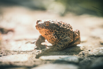 Ropucha szara (Bufo bufo) siedząca na kamiennej ścieżce w pełnym słońcu. Zbliżenie na teksturę skóry płaza w naturalnym środowisku. Fotografia przyrodnicza z niskiej perspektywy. © Henryk Niestrój